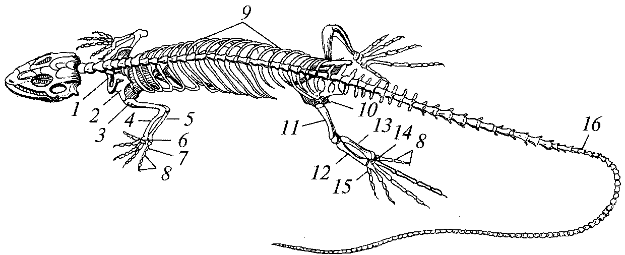 Рассмотрите рисунок напишите названия частей скелета ящерицы обозначенных цифрами