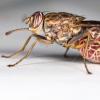 Paskudny owad.  Co to jest „gnus”?  Leki przeciwhistaminowe dla kobiet w ciąży i karmiących piersią