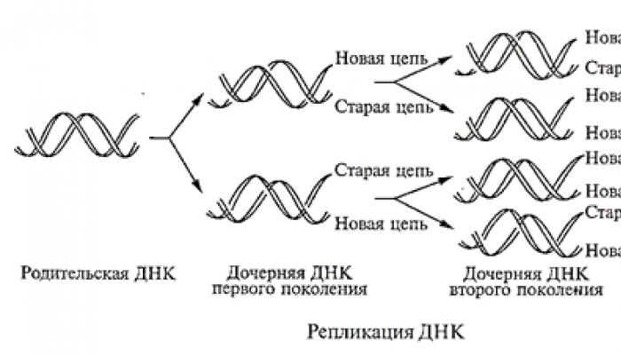 ATP struktūra un bioloģiskā loma
