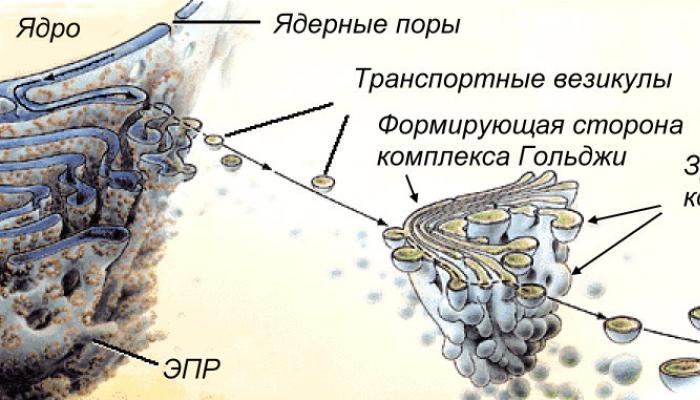 Šūnu organellu uzbūve un funkcijas