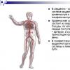 Παρουσίαση για την ανατομία με θέμα το καρδιαγγειακό σύστημα προετοίμασε τα αγγεία του κυκλοφορικού συστήματος